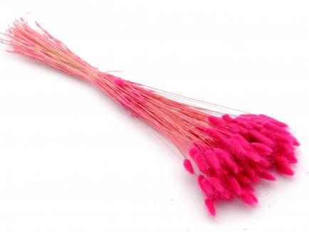 Lagurus fuxia(100g.)