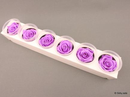 Stabilizuota rožė KIARA XL violetinė