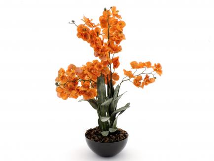 Sodinta orchidėja or