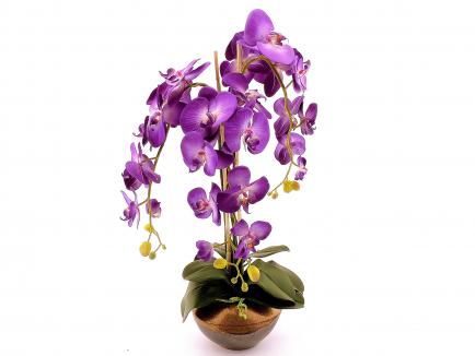 Sodinta orchidėja 3 šakų