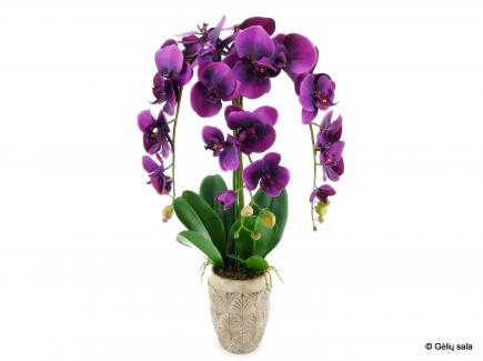 Sodinta orchidėja violetinė 3 šakų