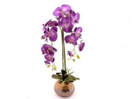 Sodinta orchidėja 2 šakų