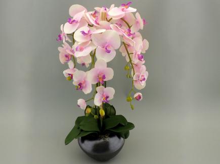 Sodinta orchidėja 5 šakų