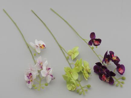 Maža orchidėja mixas