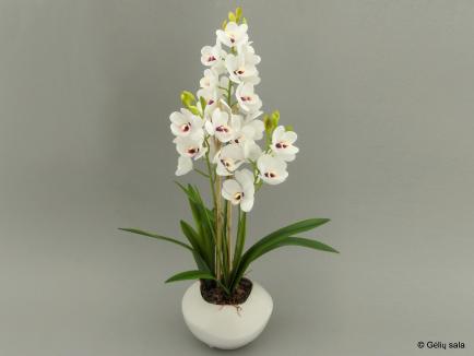 Sodinta orchidėja - cimbidis 
