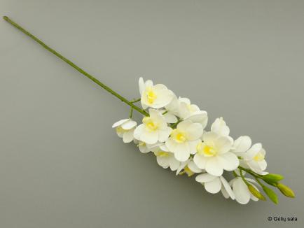 Orchidėja Cimbidis 