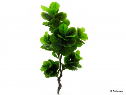 Dirbtinis augalas - lyralapis fikusas