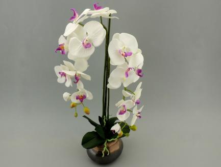 Sodinta orchidėja 2 šakų