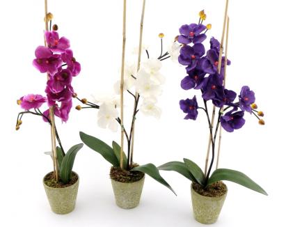 Sodinta orchidėja