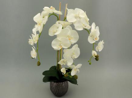 Sodinta orchidėja 3 šakų