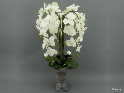Sodinta orchidėja 5 šakų