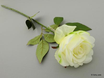 Single rose white