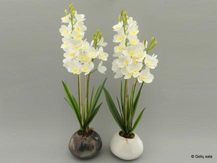 Sodinta orchidėja - cimbidis