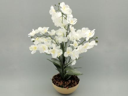 Sodinta orchidėja wh