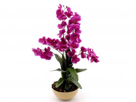 Sodinta orchidėja pur
