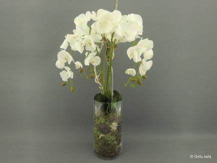 Sodinta orchidėja 5 šakų stikle