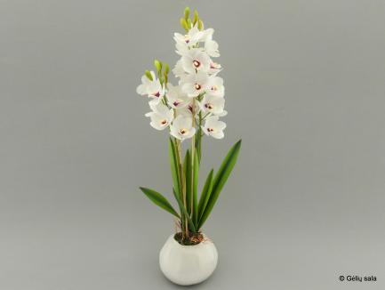 Sodinta orchidėja - cimbidis