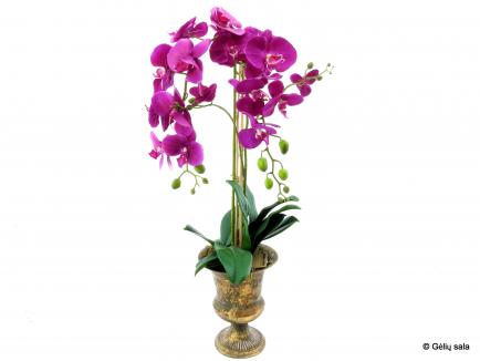 Sodinta orchidėja