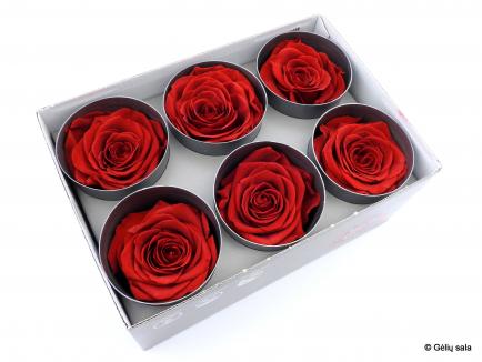 Miegančios rožės dėžutėje 6vnt RED