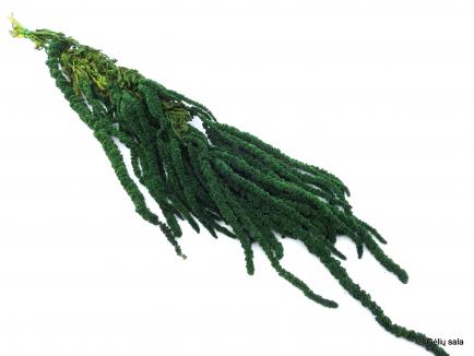 Amarantus glicerinuotas Green