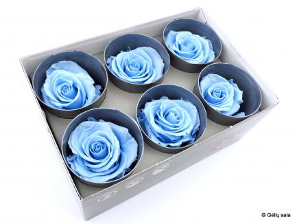 Miegančios rožės dėžutėje 6vnt L.Blue