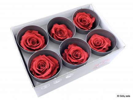 Miegančios rožės dėžutėje 6vnt Cranbery