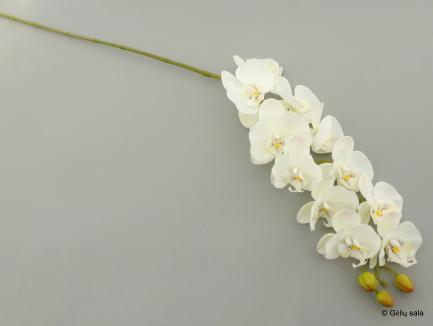 Phalaenopsis Orchid Spray Latex11