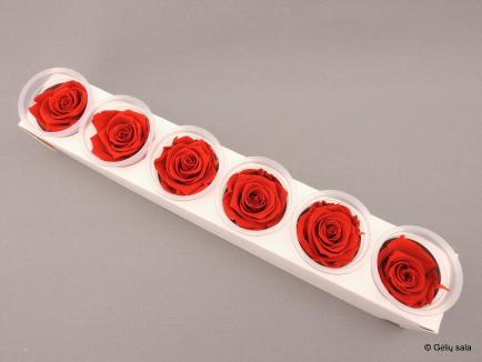 Stabilizuota rožė KIARA XL raudona
