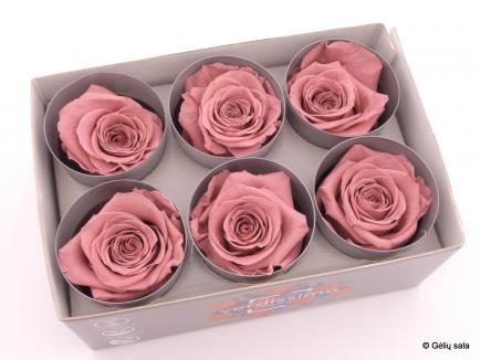 Miegančios rožės dėžutėje 6vnt Cherry Blossom
