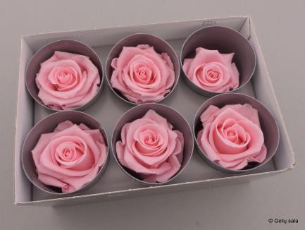 Miegančios rožės dėžutėje 6vnt Pink Pastel