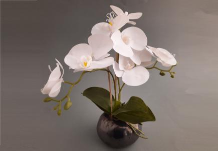 Sodinta orchidėja - phalaenopsis