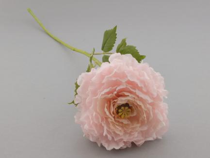 Vėdrynas rožinis