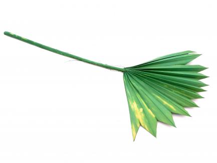 Palm Sun Spear Col d.green