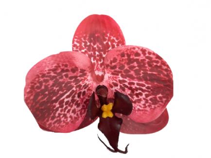 Orchidėjos žiedas latex