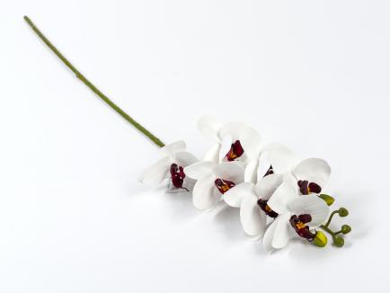 Orchidėjos šaka latex