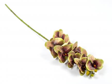 Orchidėjos šaka latex