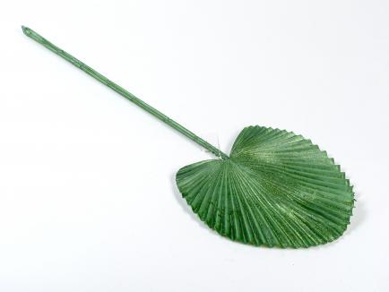 Palmės lapas žalias
