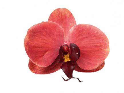 Orchidėjos žiedas latex