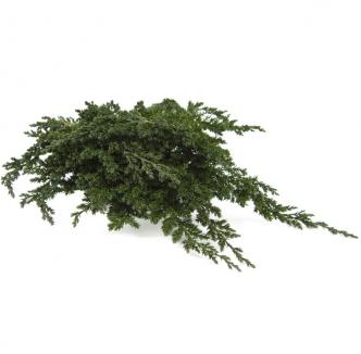 Stabilizuotas kadagys Juniperus