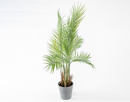 Palmė vazone 90cm