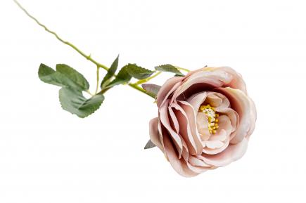 Rožės šakelė CR.PURPLE
