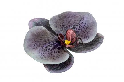 Orchidėjos žiedai latex