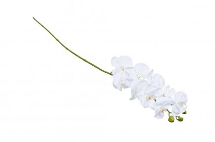 Orchidėjos šaka latex LY2020-24