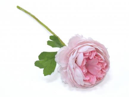 Vėdrynas rožinis