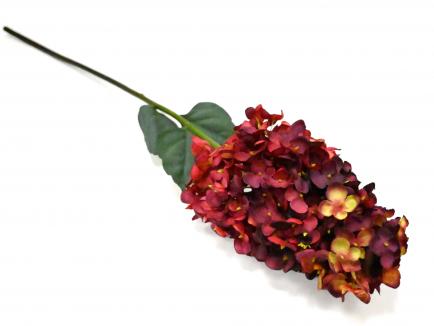 Šluotelinė hortenzija dark red