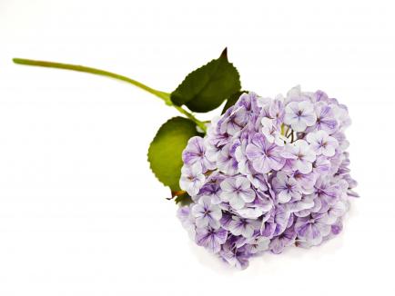 Hortenzija purple 