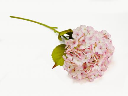 Hortenzija cream pink 