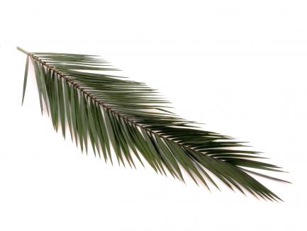 Stabilizuotas palmės lapas 