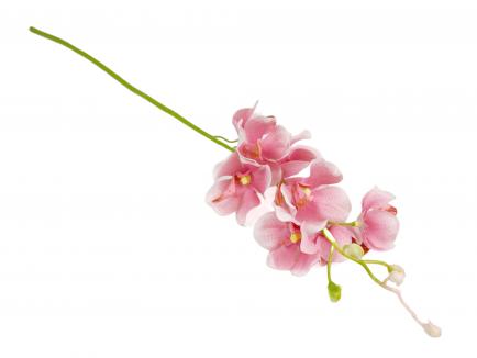 Smulkiažiedė orchidėja