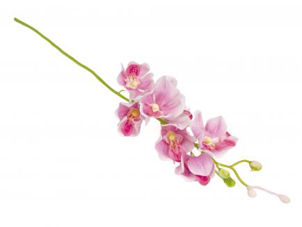 Smulkiažiedė orchidėja